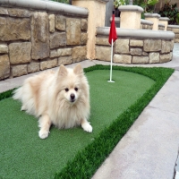 Fake Pet Turf North Lakeville Massachusetts Installation