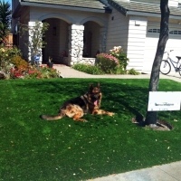 Synthetic Pet Turf Belmont Massachusetts for Dogs