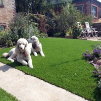 Synthetic Pet Turf Hudson Massachusetts for Dogs