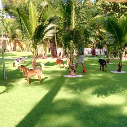 Artificial Grass Princeton, Massachusetts Cat Playground, Dogs Runs
