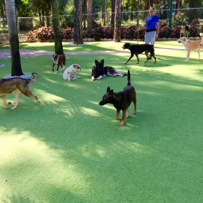 Plastic Grass Webster, Massachusetts Dog Grass, Dog Kennels