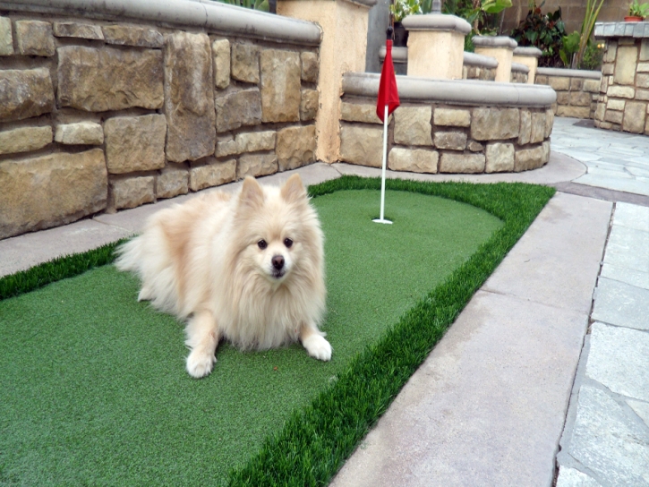 Fake Pet Turf North Lakeville Massachusetts Installation