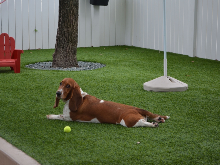 How To Install Artificial Grass Wareham Center, Massachusetts Artificial Grass For Dogs, Dogs