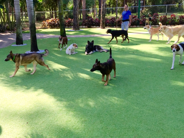 Plastic Grass Webster, Massachusetts Dog Grass, Dog Kennels