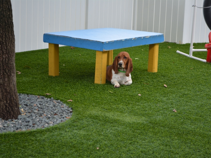 Synthetic Grass Swansea, Massachusetts Drainage, Dog Kennels