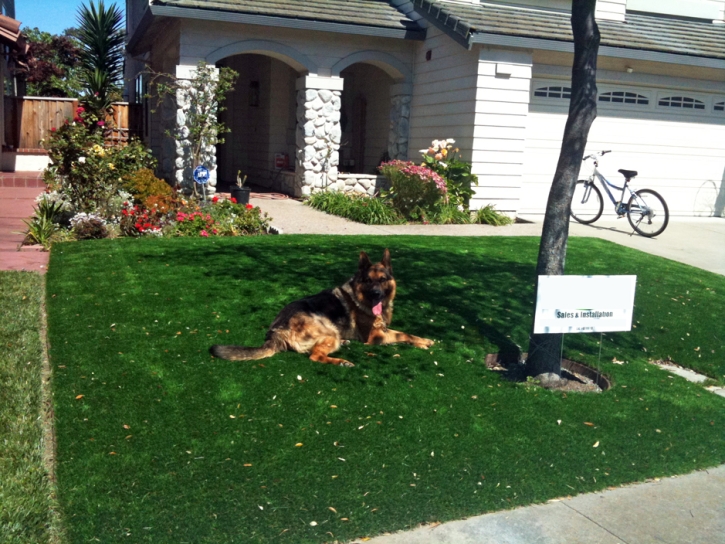 Synthetic Pet Turf Belmont Massachusetts for Dogs